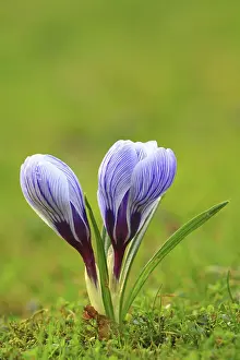 Crocus In Spring Drucke: Crocus (Crocus) in spring in a meadow