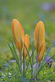 Springtime Plant Life Drucke: Crocus (Crocus) in spring in a meadow