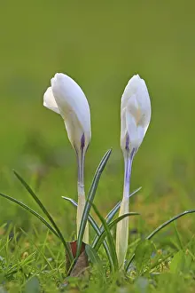 Crocus In Spring Drucke: Crocus (Crocus) in spring in a meadow