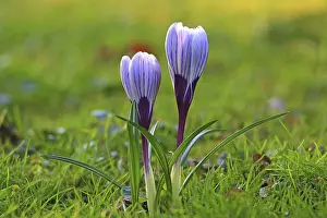 Purple Crocus Blossom Drucke: Crocus (Crocus) in spring in a meadow