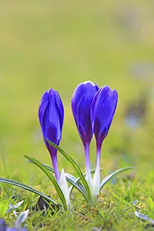 Crocus In Meadow Drucke: Crocus (Crocus) in spring in a meadow