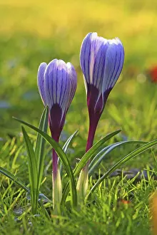 Crocus In Spring Drucke: Crocus (Crocus) in spring in a meadow