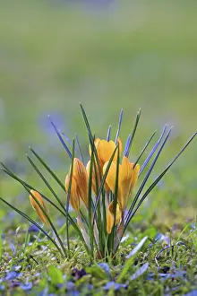 Flowering Meadows In May Drucke: Crocus (Crocus) in spring in a meadow
