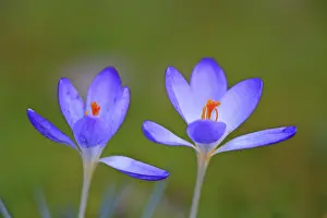 Purple Crocus Blossom Drucke: Crocus (Crocus) in spring in a meadow