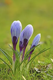 Purple Crocus Blossom Drucke: Crocus (Crocus) in spring in a meadow