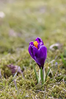 Spring Flowering Plants Europe Drucke: Crocus (Crocus) in spring in a meadow