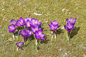 Early Flowering Plants Drucke: Crocus (Crocus) in spring in a meadow