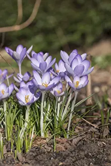Crocus Flower Drucke: Crocus (Crocus tommasinianus)