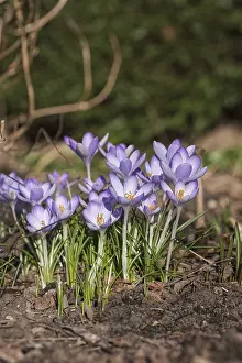 Iridaceae Family Drucke: Crocus (Crocus tommasinianus)