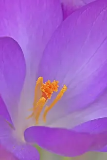Detailed Flower Shots Drucke: Crocus / (Crocus vernus)