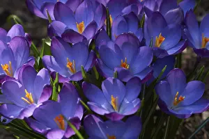 Gerahmter Druck : Krokus, Krokus vernus Gerahmter Druck : Krokus, Krokus vernus