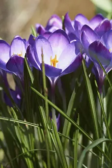 First Day Of Spring Blooms Drucke: Crocus, Crocus vernus