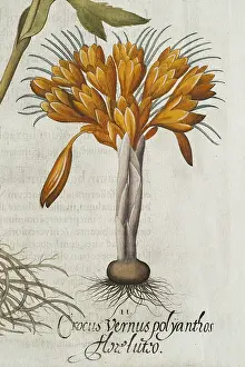 Drucke von Krokus (Crocus vernus polyanthus), Detail, handkolorierte Kupferstich von Basilius Besler, aus Hortus Eystettensis, 1613 Basilius Besler Drucke: Crocus (Crocus vernus polyanthus)
