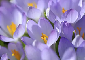 Violet Crocus Drucke: Crocus (Crocus), violet