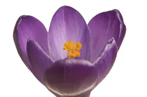 Crocus Flower Drucke: Crocus (Crocus), violet