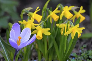Spring Crocus Drucke: Crocus with daffodils in the garden