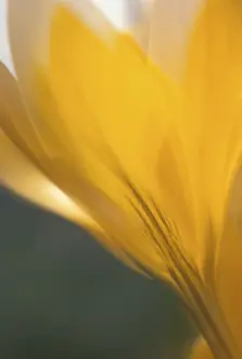 Dutch Yellow Crocus Drucke: Crocus flavus