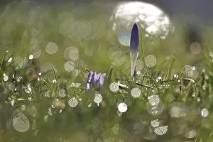 Central European Spring Blooms Drucke: Crocus flower, winter, Germany