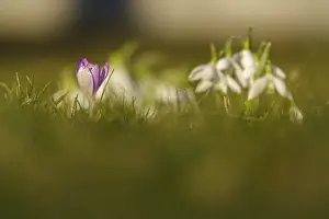 Early Flowering Plants Drucke: Crocus flower, winter, Germany