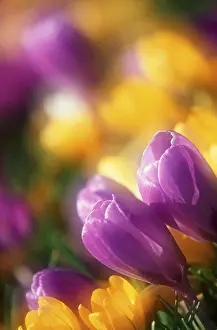 Yellow Flowering Plants Drucke: Crocus flowers