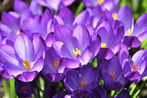 Vernal Flower Blooms Drucke: Crocus, flowers, spring