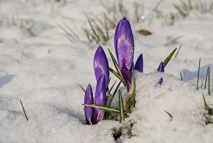 Early Blooming Plants Drucke: Crocus hybrid, crocus, flora, spring