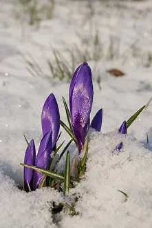 Early Blooming Plants Drucke: Crocus hybrid, crocus, flora, spring