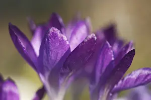 Detailed Macro Photography Drucke: Crocus Iridaceae