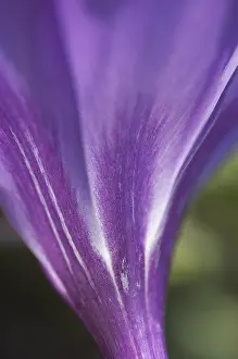 Close View Of Flowers Drucke: Crocus Iridaceae