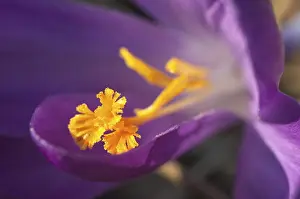 Orange Blossom Close Up Drucke: Crocus Iridaceae