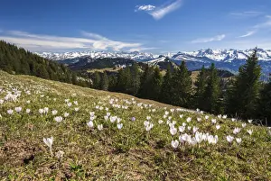 Spring Blooming Plants Europe Drucke: Crocus meadow in bloom on the Rigi