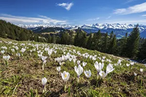 Vernal Flower Bloomers Drucke: Crocus meadow in bloom on the Rigi