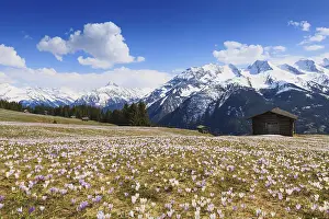 Spring Flowering Plants Europe Drucke: Crocus meadow in the mountains