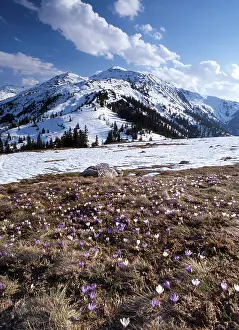 European Wildflowers Bloom Drucke: Crocus meadow in front of Mts. Gilfert