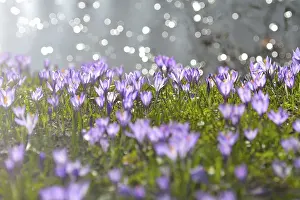 Early Spring Flowering Plants Drucke: Crocus with reflected Sun in Water in the Spring
