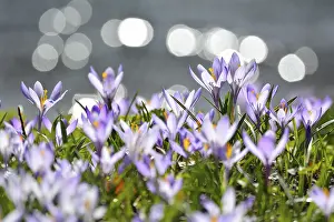 Vernal Flowering Plant Drucke: Crocus with reflected Sun in Water in the Spring