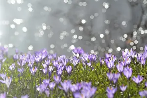 Iridaceae Inflorescence Drucke: Crocus with reflected Sun in Water in the Spring