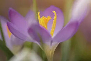 Asparagales Order Flowers Drucke: Crocus Spring crocus (Crocus vernus)