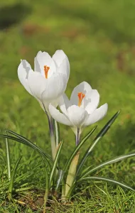 Flowering Plants Outdoors Drucke: Crocus in springtime