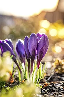 Deserted Spring Landscape Drucke: Crocus in the sunlight, Black Forest