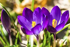 Deserted Flower Fields Drucke: Crocus, winter and spring violet flowewrs