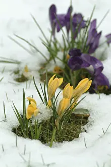 Early Blooming Plants Drucke: Crocuses