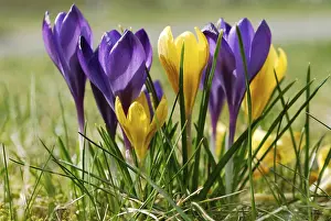 Macro Flower Photography Drucke: Crocuses
