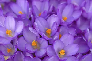 Early Flowering Plants Drucke: Crocuses