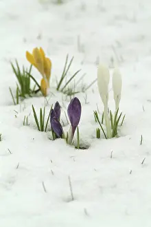 Early Blooming Plants Drucke: Crocuses