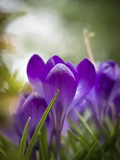 Early Flowering Plants Drucke: Crocuses