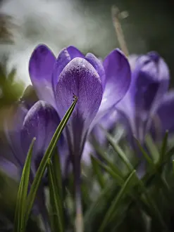 Vernal Flowering Plant Drucke: Crocuses