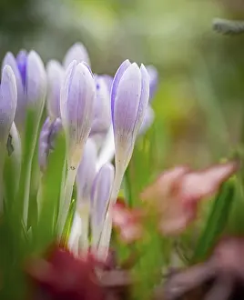 Bilder Datiert 23. Februar 2024: Crocuses
