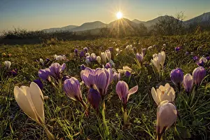 Spring Awakening Scene Drucke: Crocuses in bloom against the light of the sunset