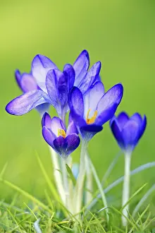 Blue Crocus Drucke: Crocuses blooms